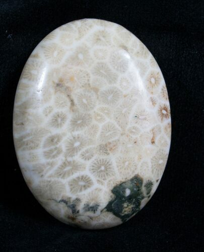 Polished Fossil Coral Cab - Indonesia #4626
